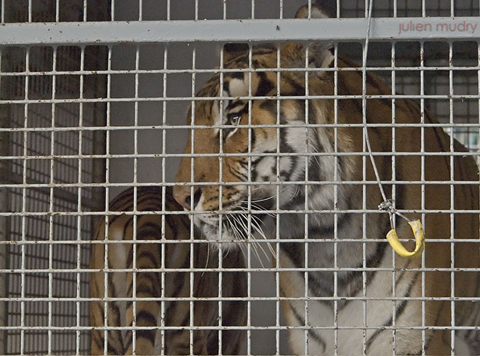 Un tigre, très pensif, et malheureusement en cage.