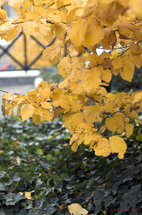 Feuilles jaunes sur fond de feuilles vertes.