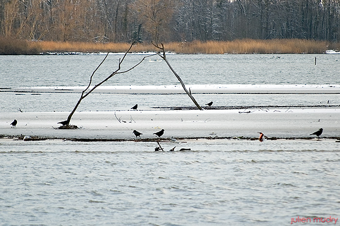 Une île gelée sur un lac, avec deux petits arbres et quelques oiseaux.